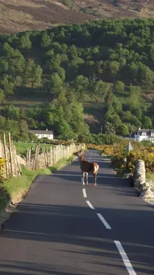 a goat standing in the middle of a road at Lochranza Youth Hostel in Lochranza