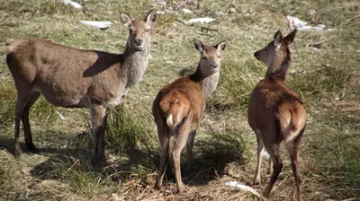a group of three goats standing in a field at Lochranza Youth Hostel in Lochranza