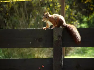 a squirrel sitting on top of a wooden fence at Lochranza Youth Hostel in Lochranza