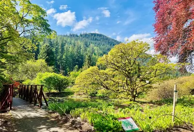 a bridge over a river next to a forest at Dunbheag Cottage in Strone