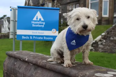 a white dog wearing a blue bandana standing on a wall at Oban Youth Hostel in Oban
