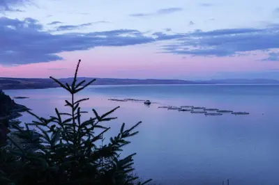 a group of boats in a large body of water at Drumfearne Guesthouse & Tearoom in Carradale