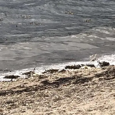 a group of people in the water at the beach at Brookwood Sea View 14 in Dunoon