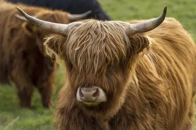 a brown cow with horns standing in a field at Arden Country House in Linlithgow