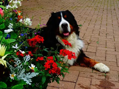 a dog laying on the ground next to flowers at Arden Country House in Linlithgow