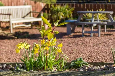 a bunch of yellow flowers in a garden with a bench at Oakbank Farm in Lamlash