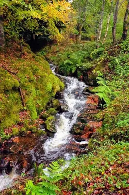a painting of a stream in the woods at Waterfall Lodge - private waterfall and sauna in Killin