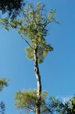 a tree reaching up into the sky at Waterfall Lodge - private waterfall and sauna in Killin