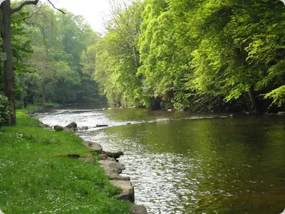 a river with green trees and grass and water at Doonbank Cottage Bothy in Ayr
