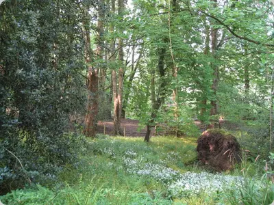 a forest filled with lots of trees and flowers at Doonbank Cottage Bothy in Ayr