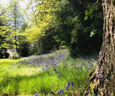 a field of blue flowers in a forest at Hillside Log cabin, Ardoch Lodge, Strathyre in Strathyre