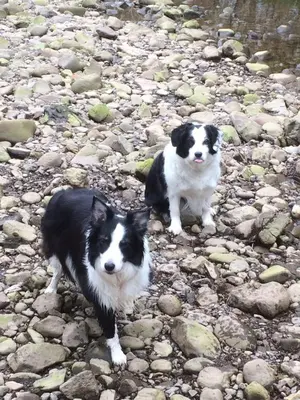 two black and white dogs standing on rocks at Tigh Na Mara in Furnace