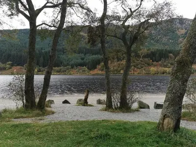 a group of trees on the shore of a lake at Wallace View Apartment in Stirling
