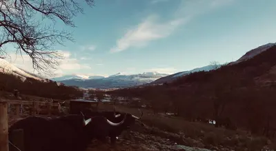 two cows standing on a hill with mountains in the background at Woodside Logcabin Ardoch Lodge in Strathyre