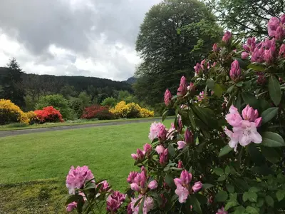 a flowering bush with pink flowers in a field at Woodside Logcabin Ardoch Lodge in Strathyre