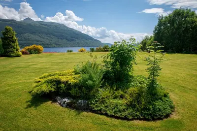 a bush in the middle of a field next to a lake at Shore House in Tarbet