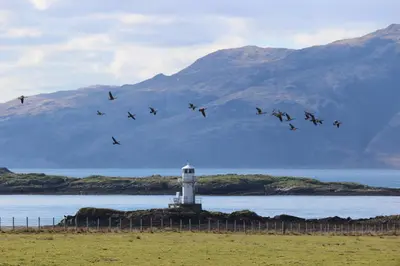 a flock of birds flying in front of a lighthouse at Lurach House in Port Appin