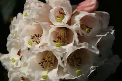 a close up of white flowers with pests on them at Laich Cottage in Appin