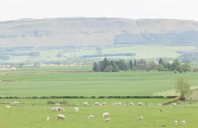 a herd of sheep grazing in a green field at Mains Farm in Stirling