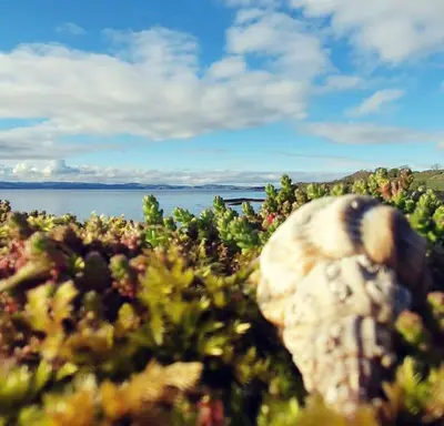 a close up of a plant with the ocean in the background at Tobar nan Iasgair Lismore in Achnacroish
