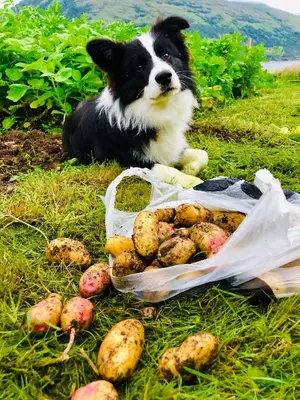 a dog laying on the grass next to a bag of potatoes at Highland Croft B&B in Onich