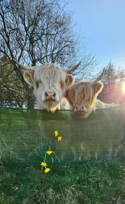 two cows sticking their heads over a fence at Glen Roe - 3 Bed Lodge on Friendly Farm Stay in New Cumnock