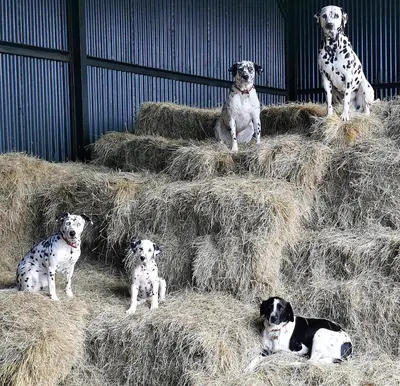 a group of dogs sitting on a pile of hay at Glen Roe - 3 Bed Lodge on Friendly Farm Stay in New Cumnock