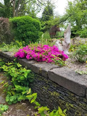 a garden with pink flowers on a stone wall at Loch Lomond shore Boat House in Balmaha