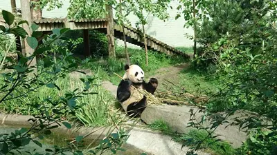a panda bear sitting on a rock at Violet Bank Apartment West End. in Edinburgh