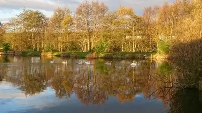 a group of swans swimming in a lake at Brightwater Lodge in Dunning