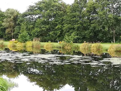 a pond with tall grass and trees in the background at Brightwater Lodge in Dunning