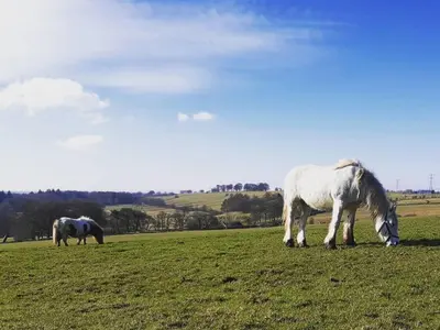 two horses grazing in a field of green grass at Old Stable Cottage in Uplawmoor