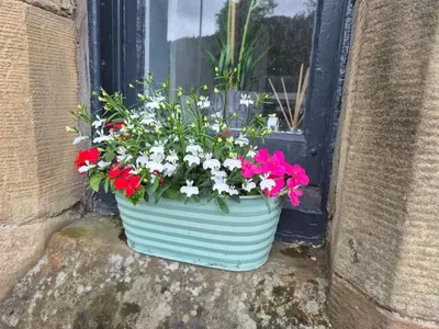 a pot of flowers sitting on a window sill at The old post office Callander holiday let in Callander