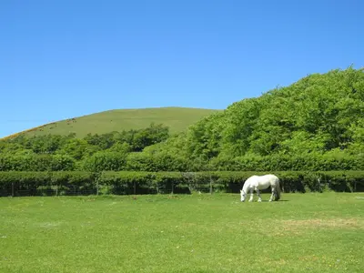 a white horse grazing in a field of grass at Blueacres in Skirling