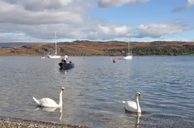 two swans and a man in a boat in a lake at Kames Hotel in Tighnabruaich
