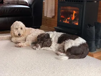 two dogs laying on the floor in front of a fireplace at Ben Lomond Lodge in Rowardennan