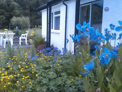 a garden with blue flowers in front of a house at Dalkell Cottages in Tyndrum