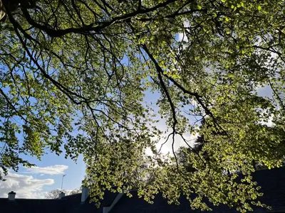a tree with leaves on it with the sky in the background at South Craighall B&B in Eaglesham