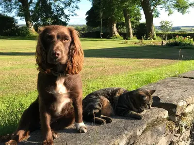 a dog and a cat sitting on a rock at South Craighall B&B in Eaglesham