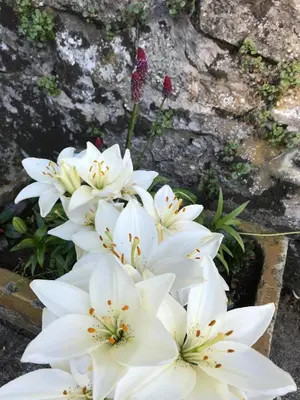 a group of white flowers in front of a stone wall at South Craighall B&B in Eaglesham