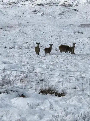 a group of animals standing in a snow covered field at Tigh a Chabar in Lochaline