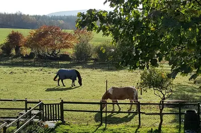two horses grazing in a field behind a fence at Stuc an t Sagairt Cottage , Loch Lomond in Drymen