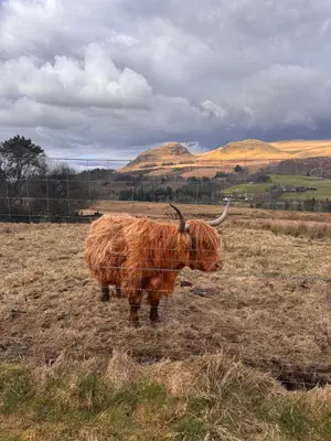 a cow with long horns standing in a field at The West Highland Way Campsite & Campervan Accommodation in Milngavie
