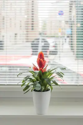 a red flower in a white pot on a window sill at Haymarket Spacious 3 Bedroom Street Level in Edinburgh