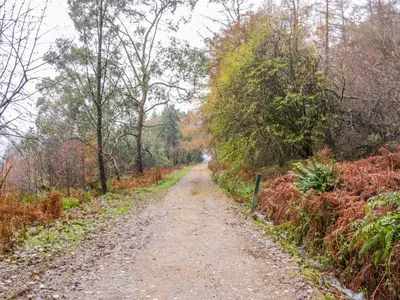 a dirt road with trees on both sides at Pier View in Dunoon