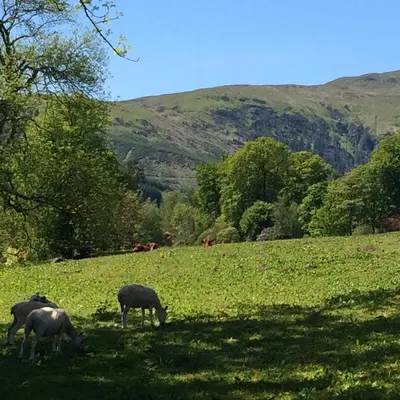 three sheep grazing in a field of grass at Leny Estate in Callander