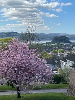 a tree with pink flowers on it in a city at Dumbarton With A View in Dumbarton