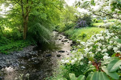 a stream in a garden with white flowers at Luxury Off-Grid Cabin with Outdoor Bath in Scotland in Clachan of Campsie