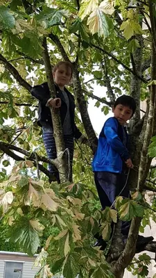 two children are climbing in a tree at 40 Glenfinart Caravan Park in Dunoon