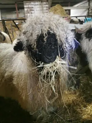 a close up of a sheep with hay on its face at Glen Bay - 2 Bed Lodge on Friendly Farm Stay with Private Hot Tub in New Cumnock